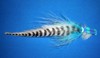 Click to view this fly Click to view this fly