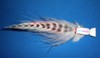 Click to view this fly Click to view this fly