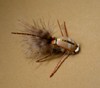 Click to view this fly Click to view this fly