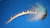Click to view this fly Click to view this fly