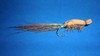 Click to view this fly Click to view this fly