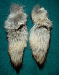 Coyote Tails, Jumbo